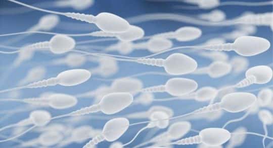 Путь сперматозоида к яйцеклетке