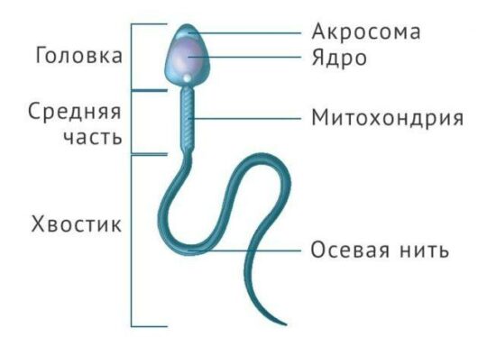 МОРФОЛОГИЧЕСКОЕ СТРОЕНИЕ СПЕРМАТОЗОИДОВ | АРТ-ЭКО – клиника лечения бесплодия в Москве