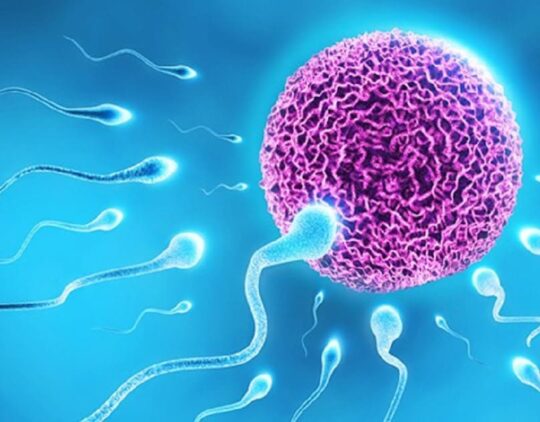 Сколько восстанавливается сперма после эякуляции