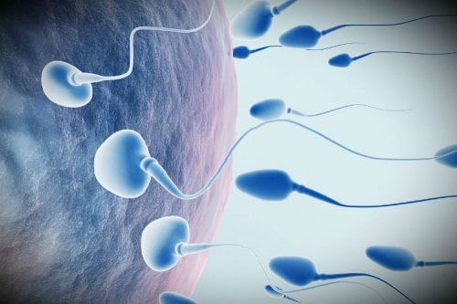 сколько времени нужно сперматозоиду чтобы оплодотворить яйцеклетку | Дзен