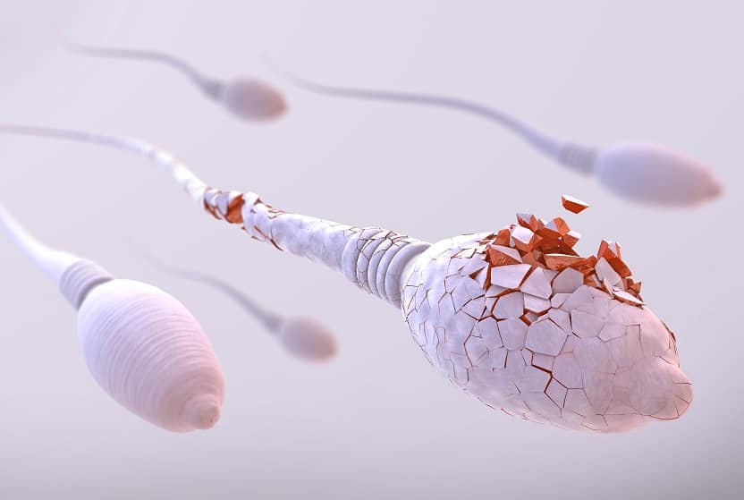 Через какое время после полового акта сперматозоид достигает яйцеклетки?